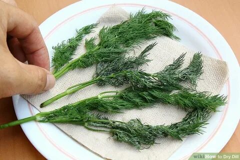 تصویر 5 از فروشنده شوید خشک سرگل ممتاز در اصفهان
